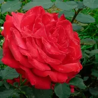 Роза Dama de cure